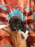 Sammie , a female Miniature Dachshund for sale in Perkins, OK – 8 of 8