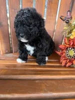 Bella, a female Bichpoo for sale in Perkins, OK – 2 of 9