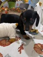 Flora , a female Miniature Dachshund for sale in Perkins, OK – 7 of 7