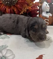Martha , a female Miniature Dachshund for sale in Perkins, OK – 2 of 10