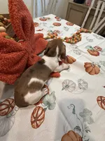 Reba, a female Miniature Dachshund for sale in Perkins, OK – 5 of 10