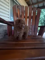 Ricardo, a male Poodle - Miniature  for sale in Perkins, OK – 4 of 9