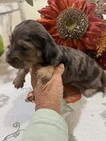 Lincoln , a male Miniature Dachshund for sale in Perkins, OK – 2 of 9