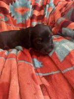 Sandy , a female Miniature Dachshund for sale in Perkins, OK – 3 of 9