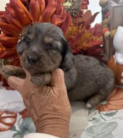 Martha , a female Miniature Dachshund for sale in Perkins, OK – 10 of 10
