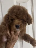Chloe, a female Poodle - Miniature  for sale in Perkins, OK – 7 of 9