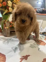 Zeus, a male Cavapoo for sale in Perkins, OK – 1 of 8