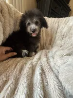 Bubs, a male Bichpoo for sale in Perkins, OK – 1 of 10