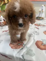 Julie Ann , a female Cavapoo for sale in Perkins, OK – 8 of 10