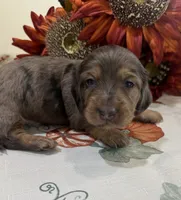 Lincoln , a male Miniature Dachshund for sale in Perkins, OK – 5 of 9