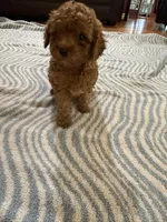 Bear, a male Poodle - Miniature  for sale in Perkins, OK – Photo 3 of 6