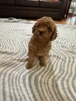 Bear, a male Poodle - Miniature  for sale in Perkins, OK – Photo 2 of 6