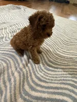 Bear, a male Poodle - Miniature  for sale in Perkins, OK – Photo 4 of 6