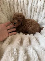 Bear, a male Poodle - Miniature  for sale in Perkins, OK – Photo 5 of 6