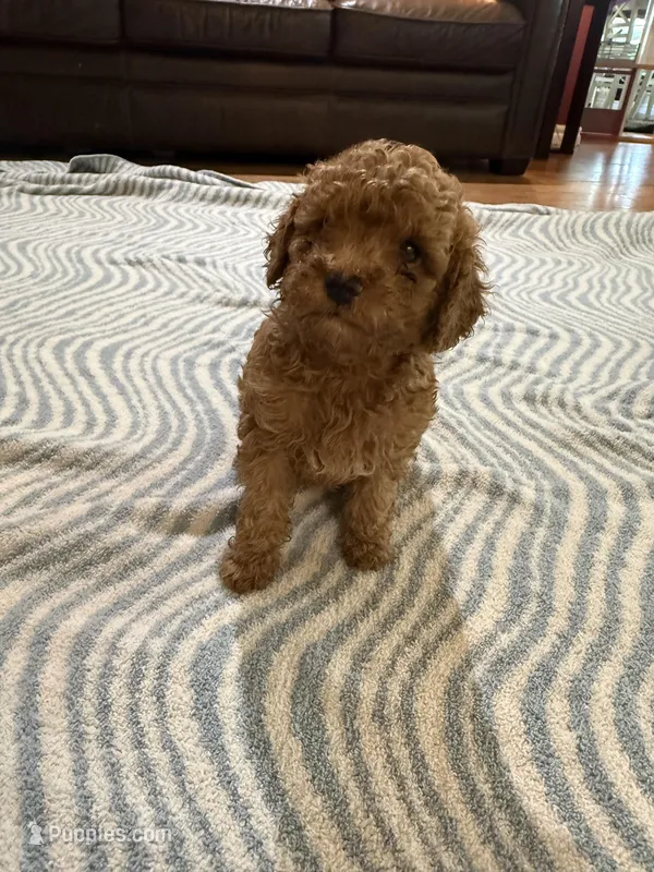 Bear – Poodle - Miniature  puppy for sale in Perkins, OK