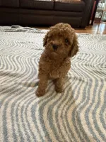 Bear, a male Poodle - Miniature  for sale in Perkins, OK – Photo 1 of 6