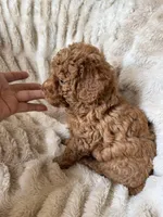 Bear, a male Poodle - Miniature  for sale in Perkins, OK – Photo 6 of 6
