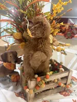 Zeus, a male Cavapoo for sale in Perkins, OK – 7 of 8