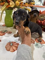 Jay, a male Miniature Dachshund for sale in Perkins, OK – 5 of 8