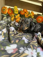 Fred, a male Miniature Dachshund for sale in Perkins, OK – Photo 7 of 7