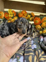 Fred, a male Miniature Dachshund for sale in Perkins, OK – Photo 4 of 7