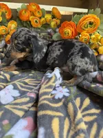 Fred, a male Miniature Dachshund for sale in Perkins, OK – Photo 5 of 7