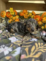 Fred, a male Miniature Dachshund for sale in Perkins, OK – Photo 1 of 7