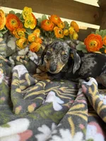 Fred, a male Miniature Dachshund for sale in Perkins, OK – Photo 6 of 7