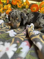 Fred, a male Miniature Dachshund for sale in Perkins, OK – Photo 2 of 7