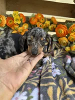 Fred, a male Miniature Dachshund for sale in Perkins, OK – Photo 3 of 7