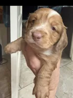 Charlotte, a male Miniature Dachshund for sale in Perkins, OK – 2 of 6