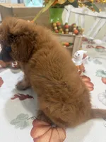 Ruthie , a female Cavapoo for sale in Perkins, OK – 4 of 10