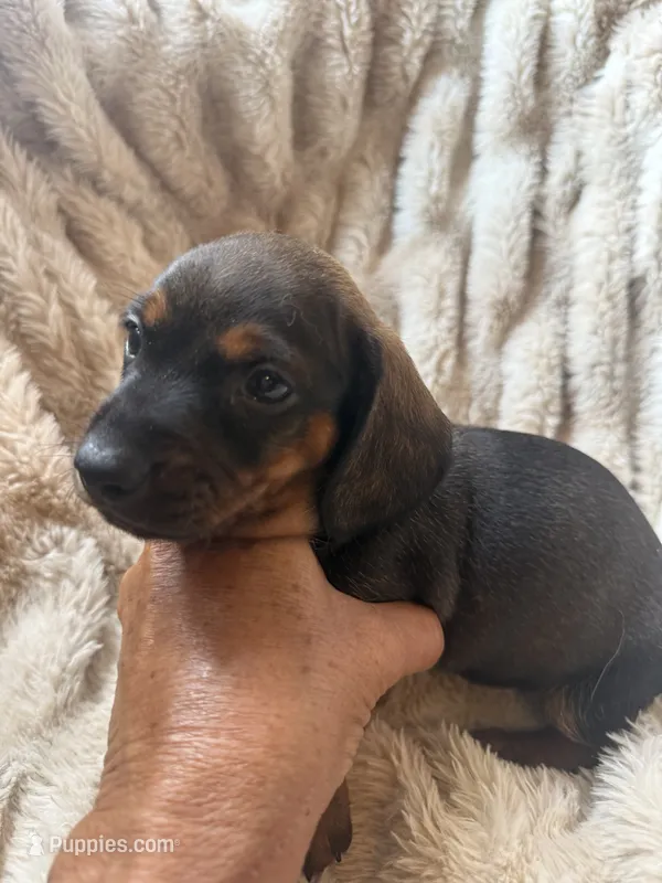Todd – Miniature Dachshund puppy for sale in Perkins, OK