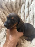 Todd, a male Miniature Dachshund for sale in Perkins, OK – 1 of 7