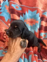 Sandy , a female Miniature Dachshund for sale in Perkins, OK – 6 of 9