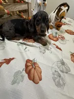 Harry , a male Miniature Dachshund for sale in Perkins, OK – 5 of 10