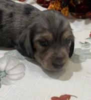 Liberty , a female Miniature Dachshund for sale in Perkins, OK – 4 of 8