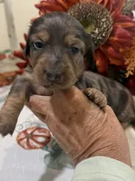 Lincoln , a male Miniature Dachshund for sale in Perkins, OK – 8 of 9
