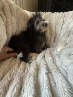 Bubs, a male Bichpoo for sale in Perkins, OK – 4 of 10
