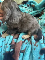 Wally , a male Miniature Dachshund for sale in Perkins, OK – 2 of 9