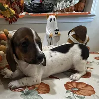 Sadie, a female Miniature Dachshund for sale in Perkins, OK – 2 of 8
