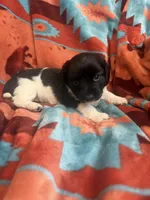 Sarah , a female Miniature Dachshund for sale in Perkins, OK – 5 of 6