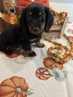 Neil , a male Miniature Dachshund for sale in Perkins, OK – 9 of 10