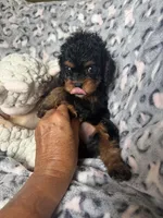 Daisy, a female Cavapoo for sale in Perkins, OK – Photo 3 of 9