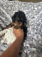 Daisy, a female Cavapoo for sale in Perkins, OK – Photo 9 of 9