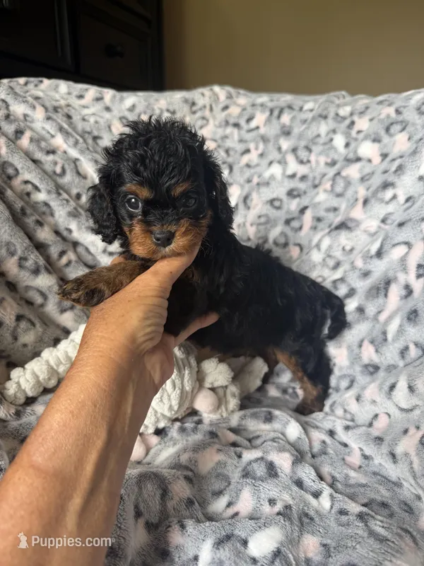 Daisy, a female Cavapoo for sale in Perkins, OK – Photo 1 of 9