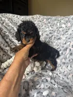 Daisy, a female Cavapoo for sale in Perkins, OK – Photo 1 of 9