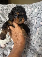 Daisy, a female Cavapoo for sale in Perkins, OK – Photo 7 of 9