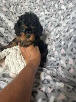 Daisy, a female Cavapoo for sale in Perkins, OK – Photo 8 of 9