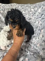Daisy, a female Cavapoo for sale in Perkins, OK – Photo 4 of 9